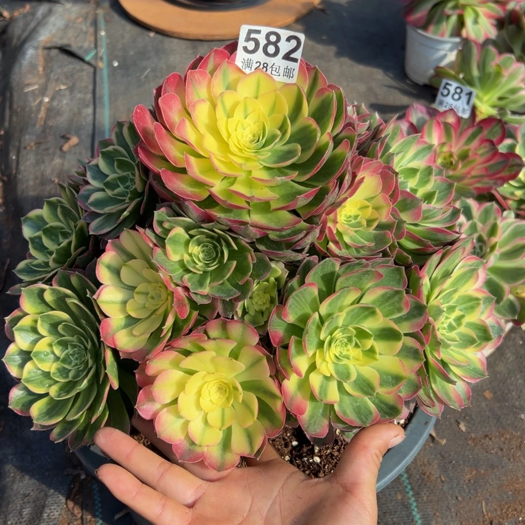 *****多肉植物582脱土的