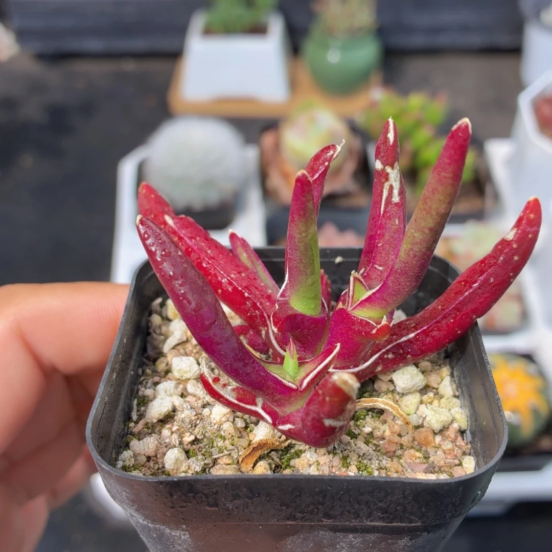 新妖多肉9.9包邮发货