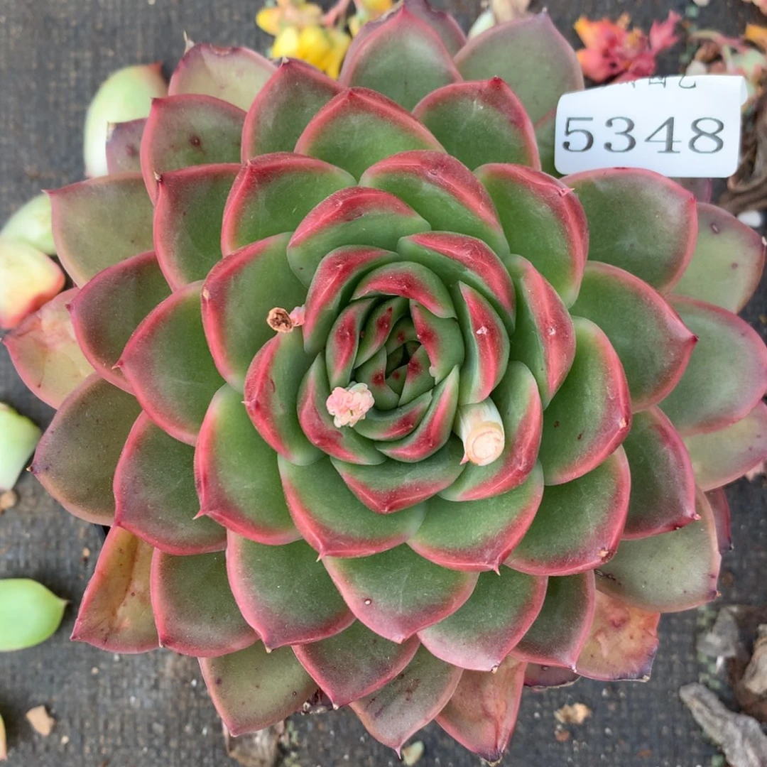 5348杂交精品基地 12厘米