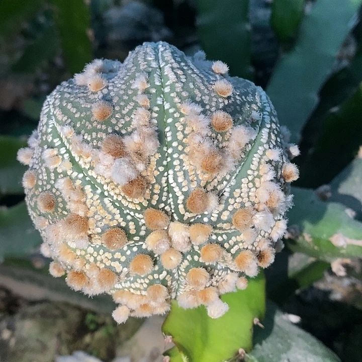 三角苗接金毛花园海星