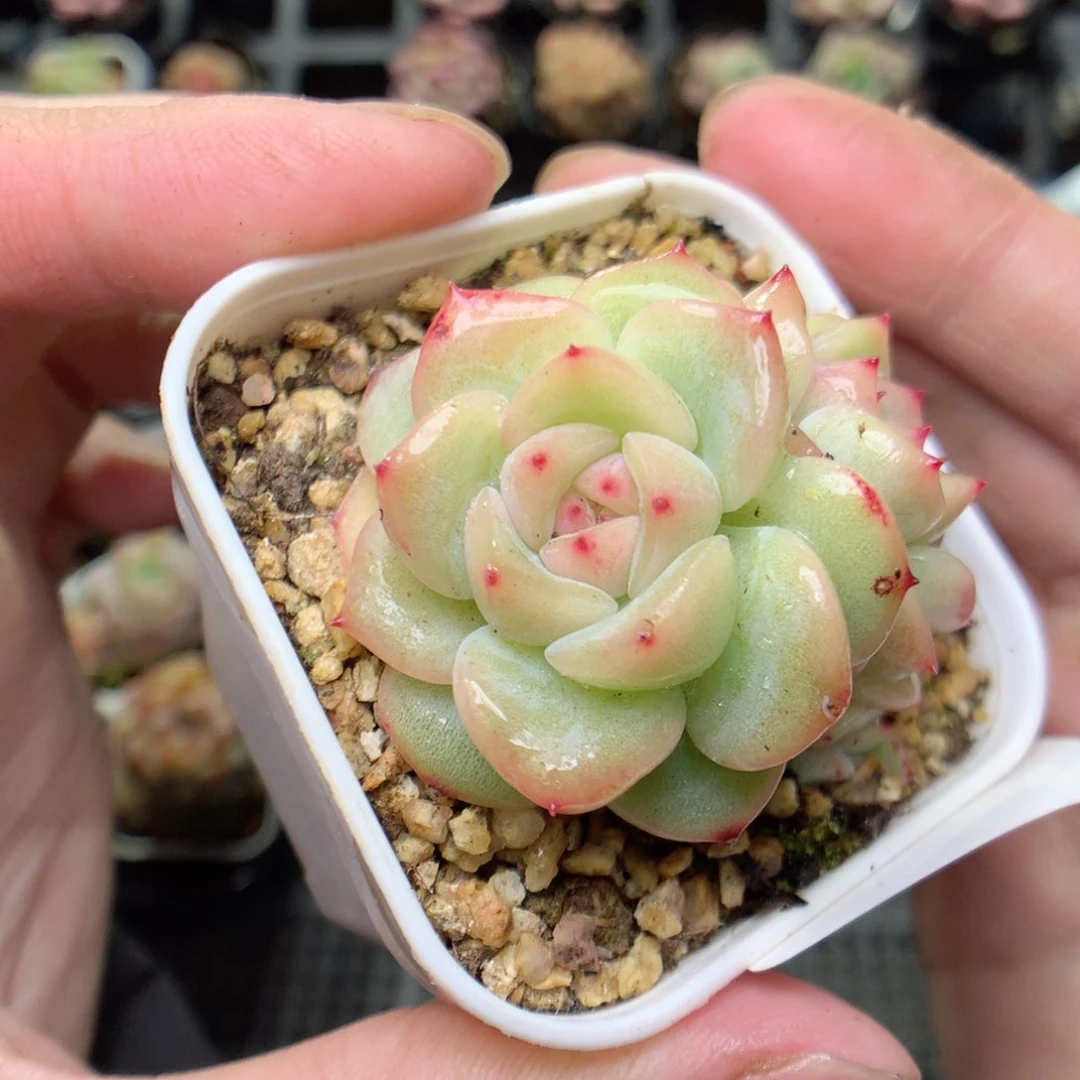 C169y y y y y y y