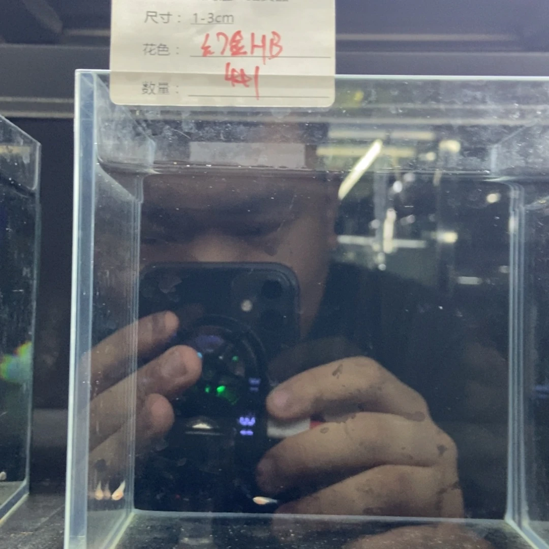 斗鱼包活不包损所见即所得065