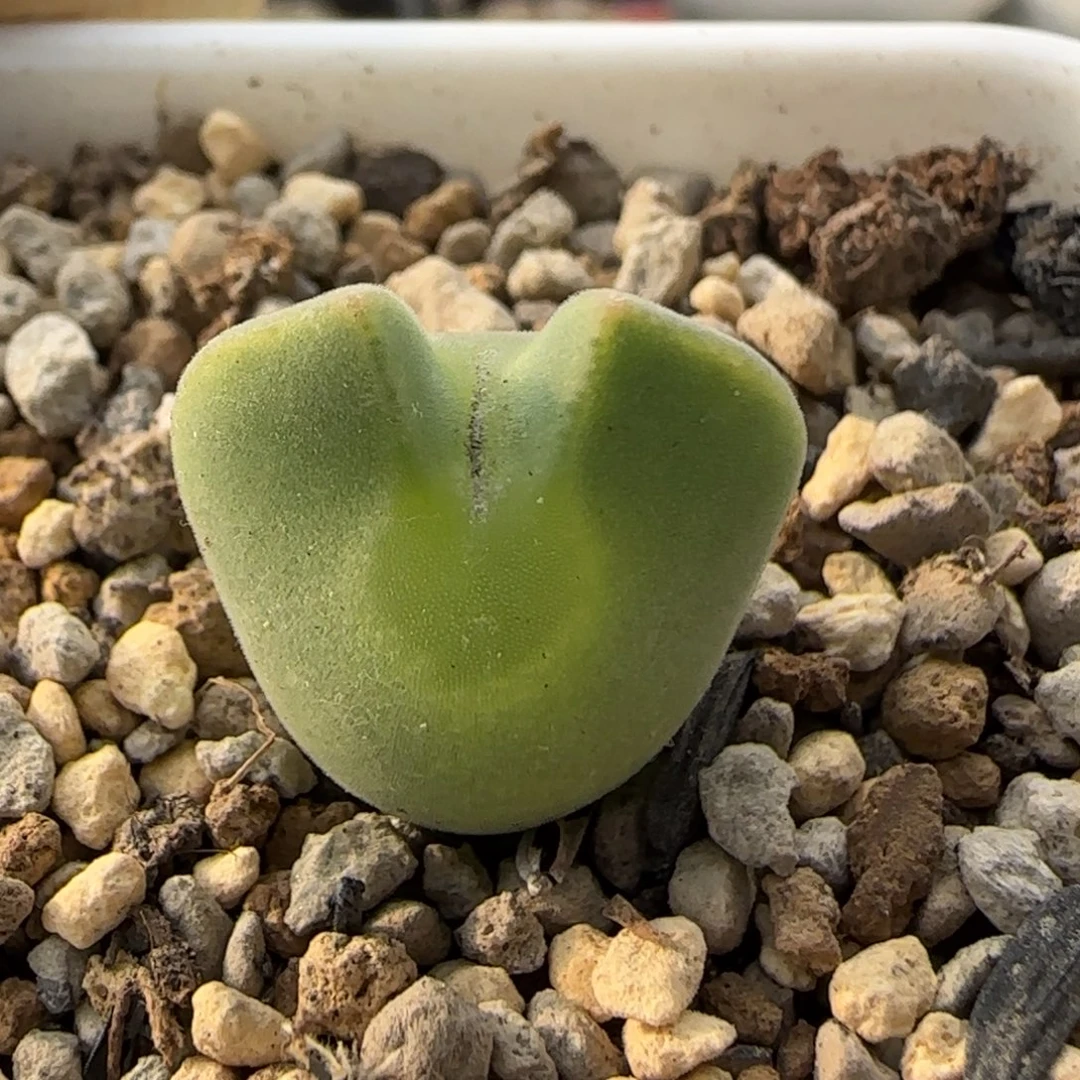 12-14-6-2当天满38包邮短耳矮胖空蝉1.7cm脱土