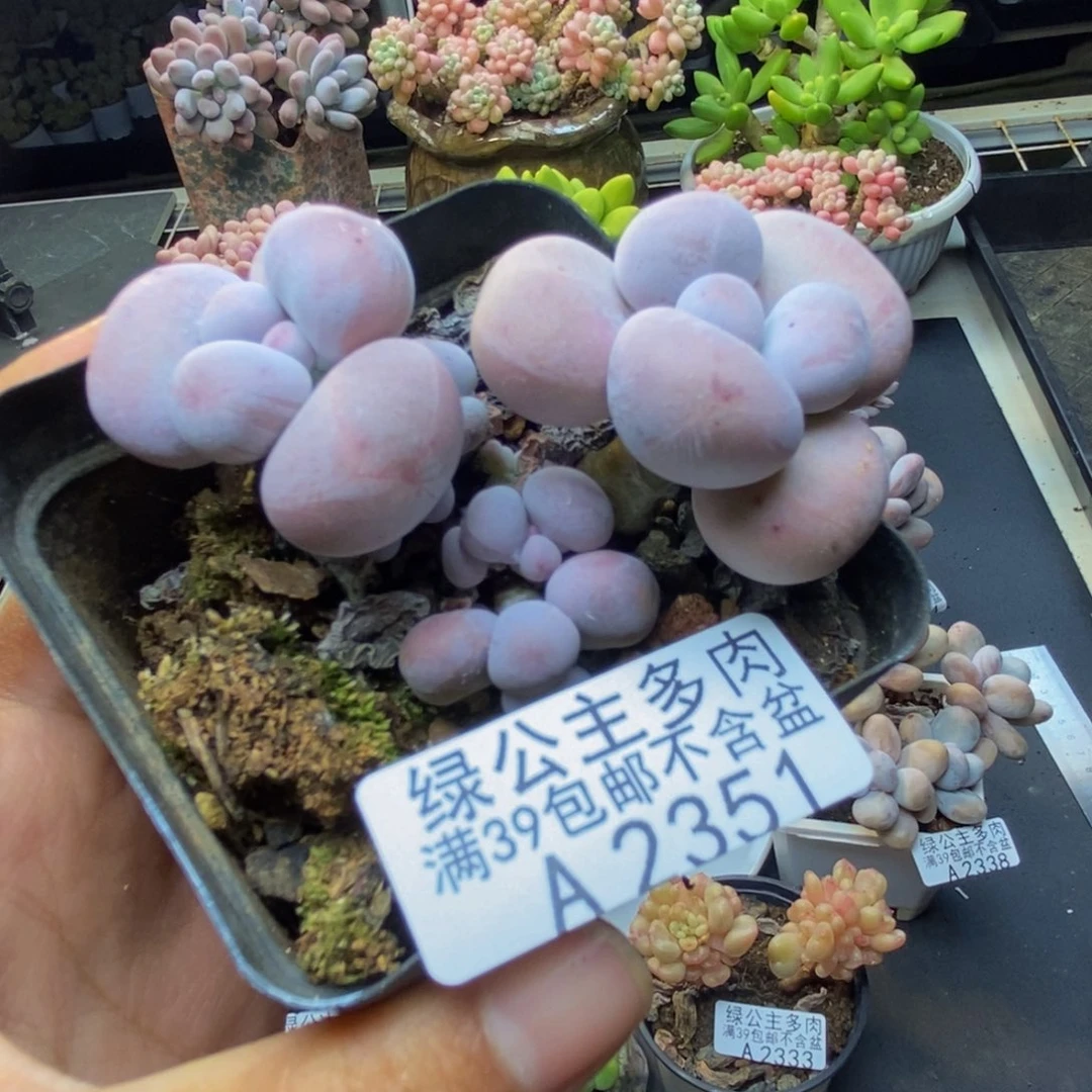 351芭比奶多肉6c m