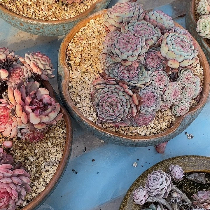 整群无坎老桩白胖子群