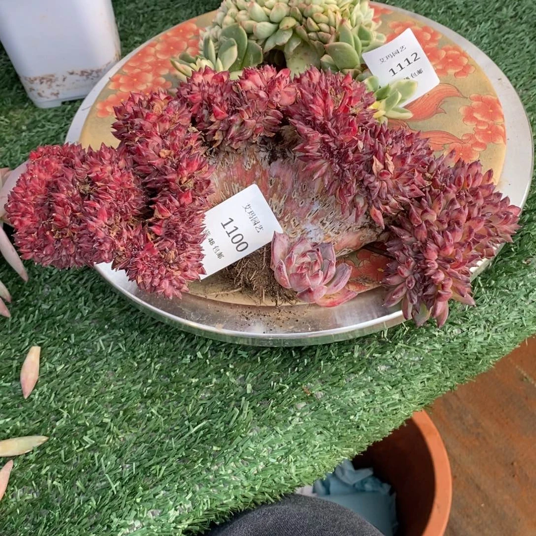 红拉糖缀化多肉多肉1100