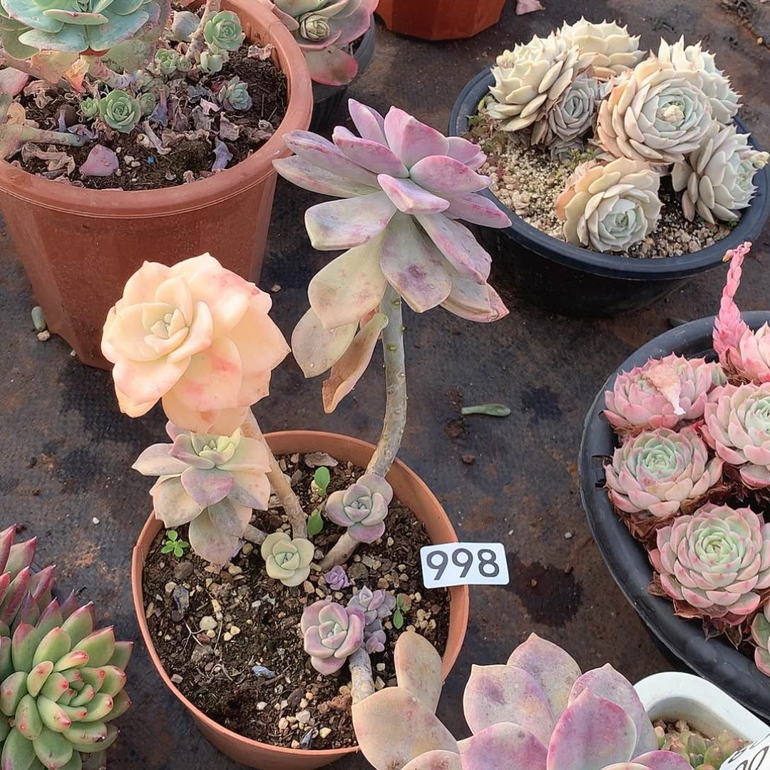 998紫乐锦一物一拍多肉