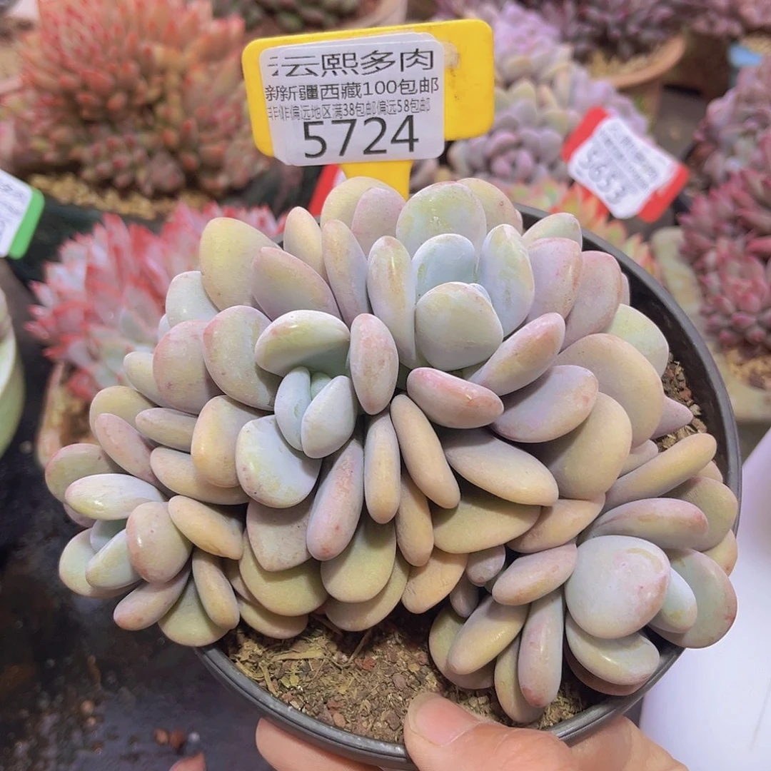 5724拉拉奶多肉植物