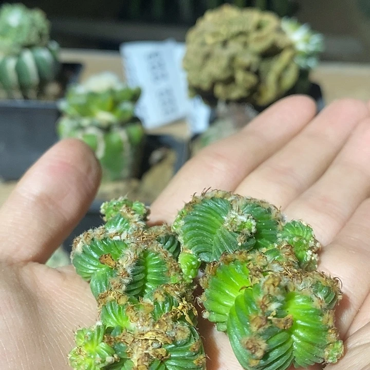 无根一代福利老花笼一组