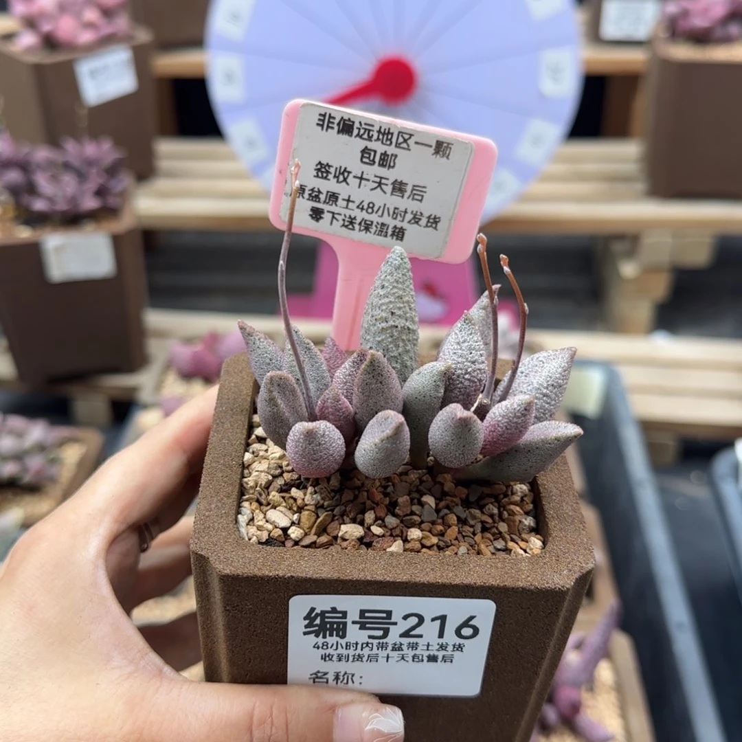 飔*216黑酱多肉植物