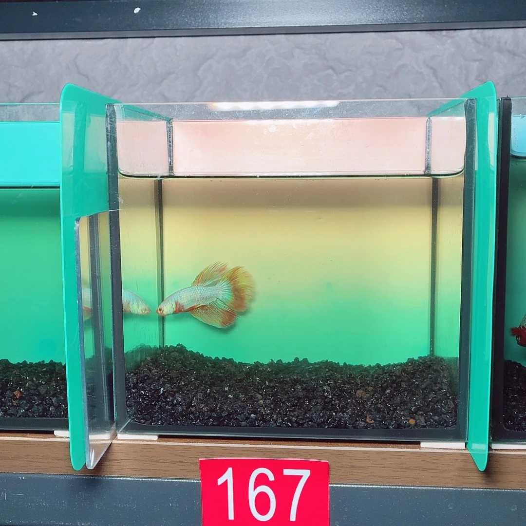 斗鱼彩金电摇半月