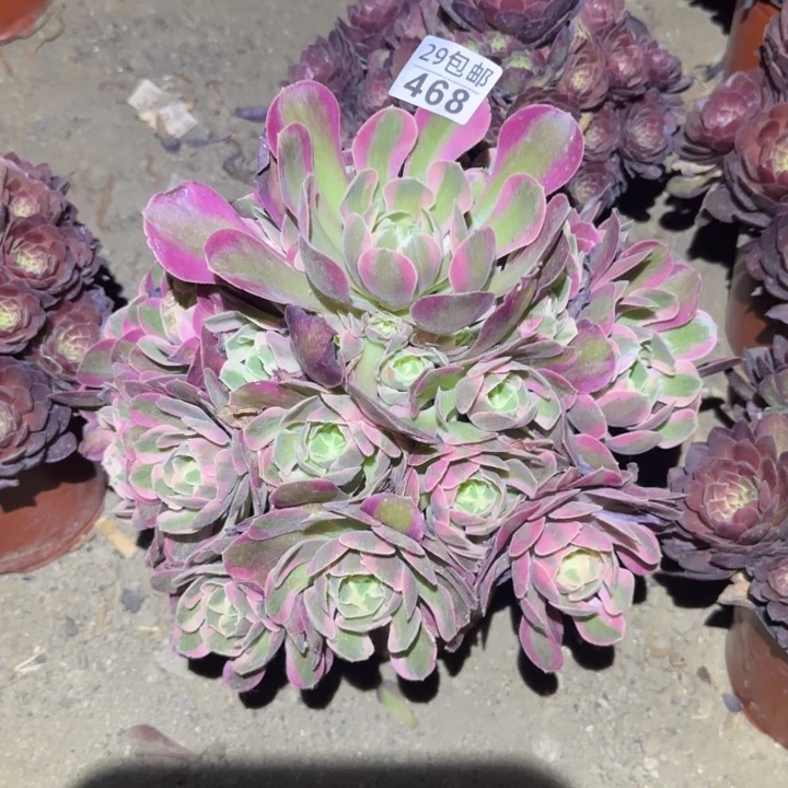 妖月……多肉植物的