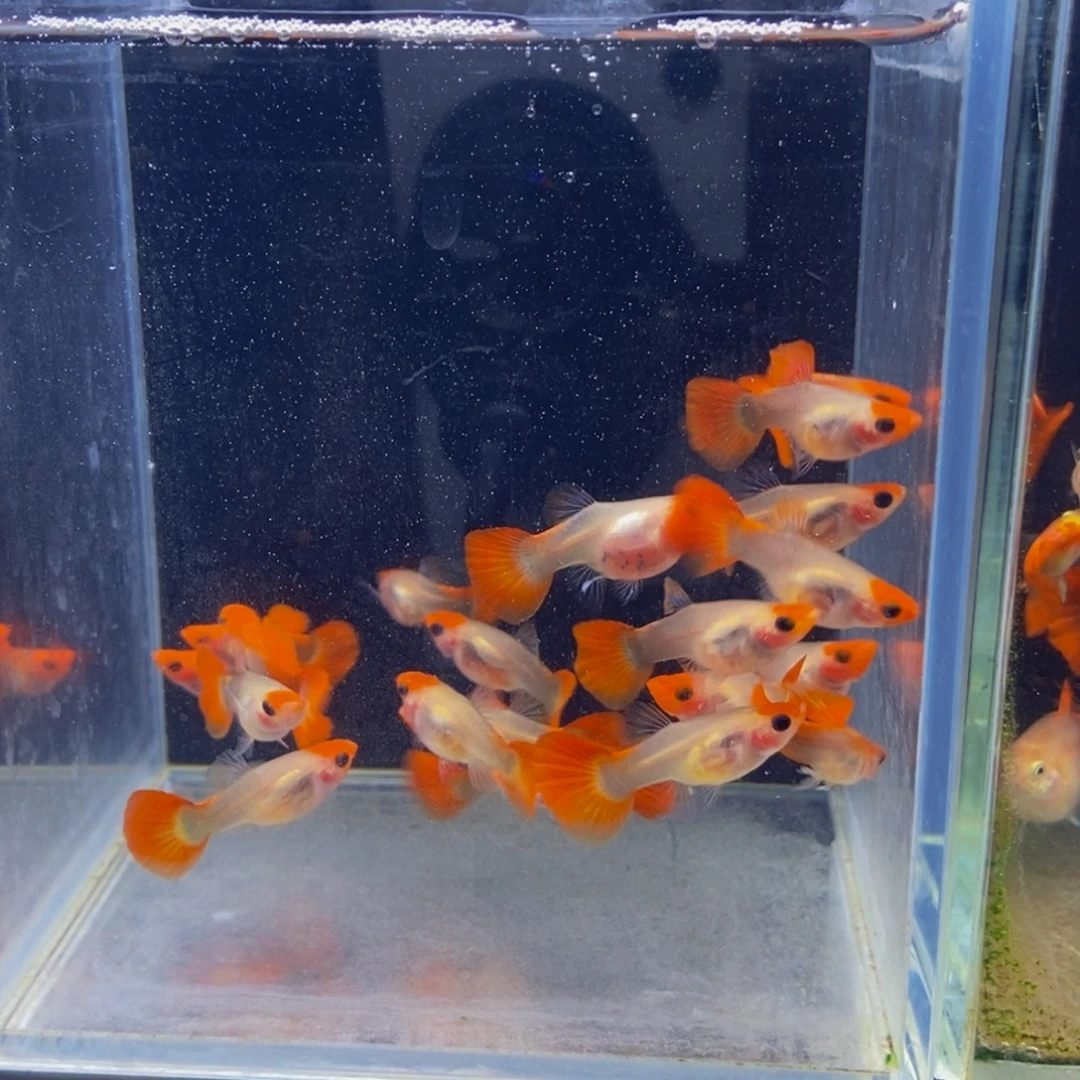 孔雀鱼蓝红头黄化玻璃猫