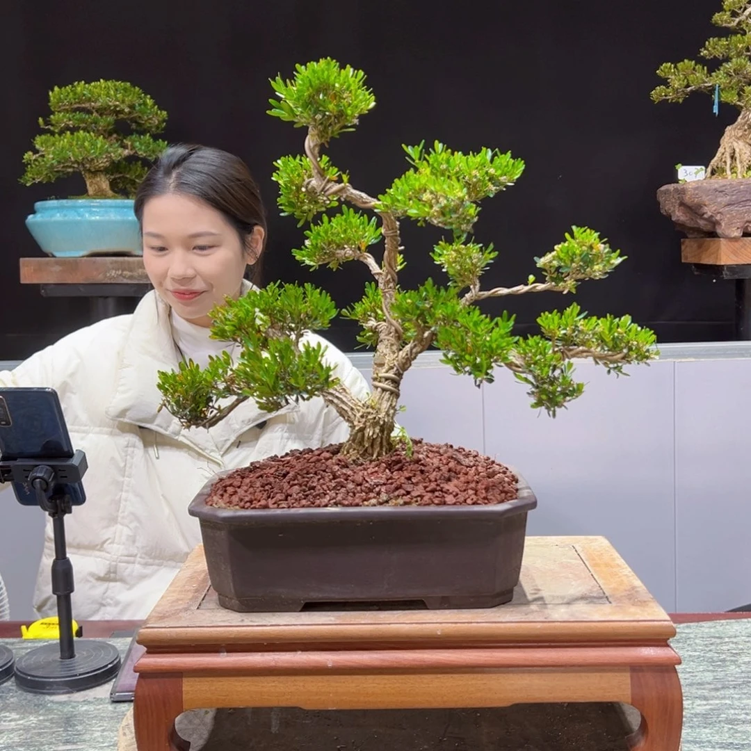 四季常青老桩黄杨盆景