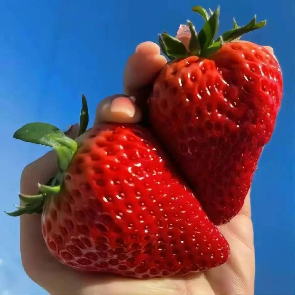 【顺丰包邮】丹东九九草莓1.5斤装果王35-40g现摘现发