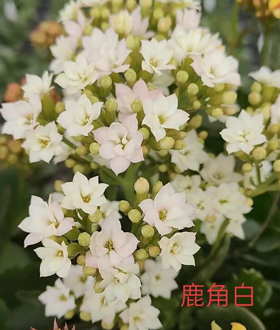 110鹿角白长寿花
