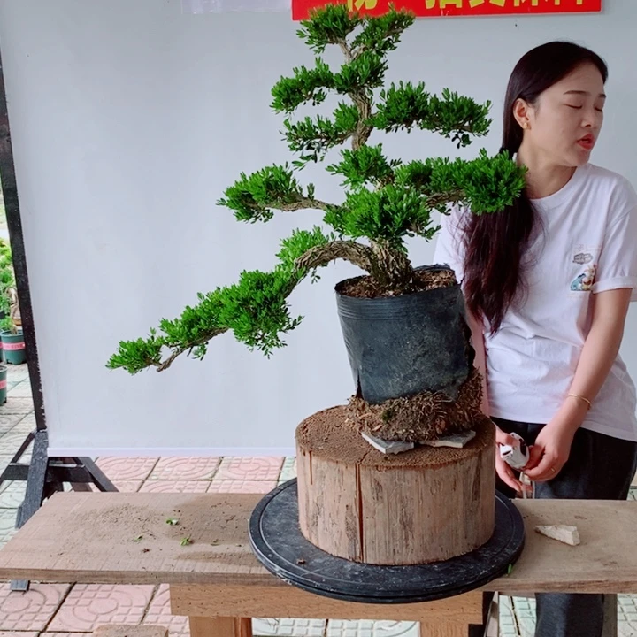 无花朵伟*游龙骨架黄杨