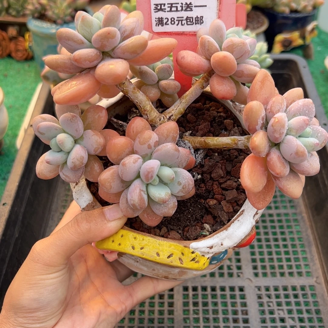 表妹精品多肉植物606: