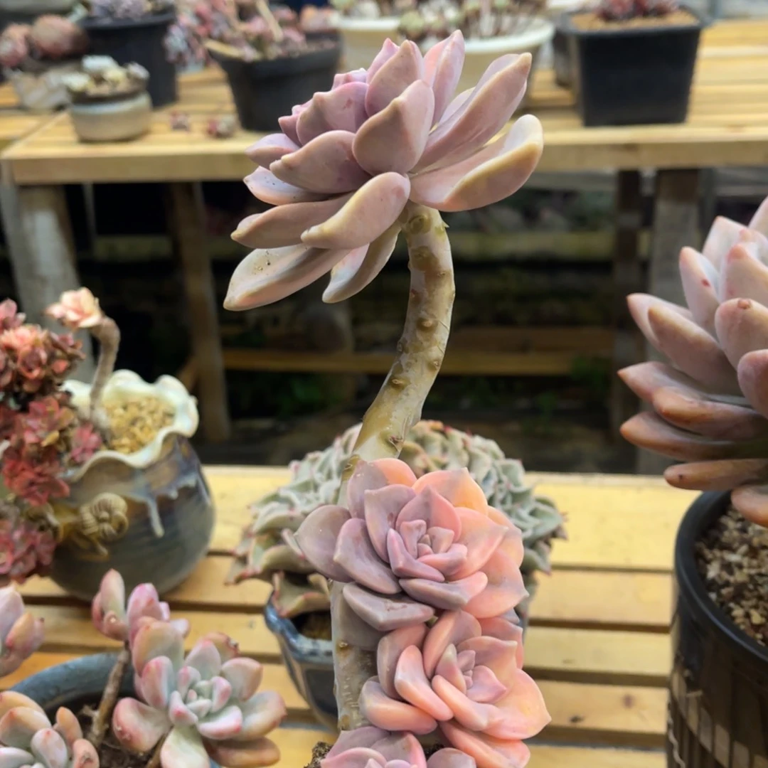 ?****?3737373833353553553