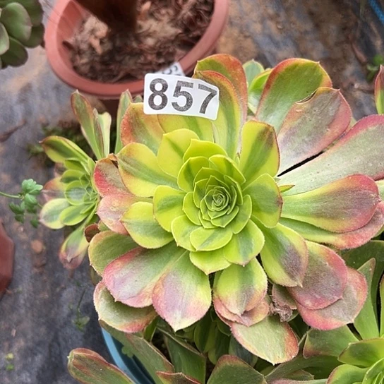 遗***：多肉植物一个奶白857