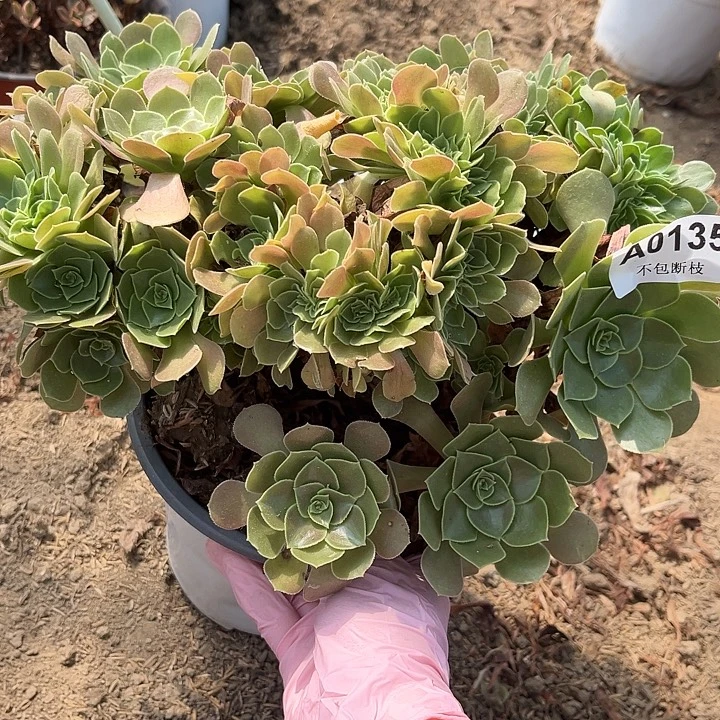 135玫瑰缀多肉法师不包断枝