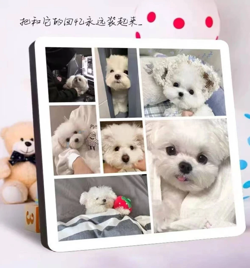 定制宠物狗狗成长记录相册纪念照片书
