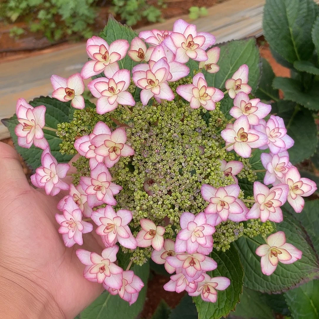 绣球切花一物一拍3枝起包邮，29