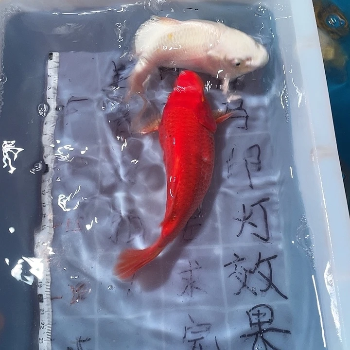 蝴蝶鲤鱼渔场直发33