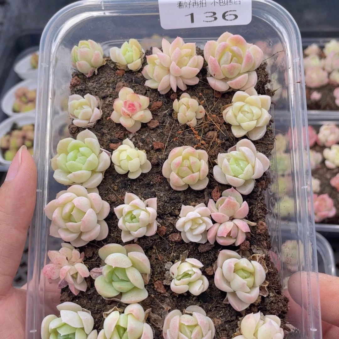 云糖心多肉植物136
