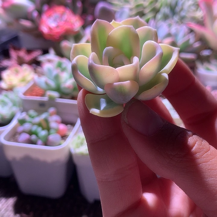 美尻砍头覆轮锦无根