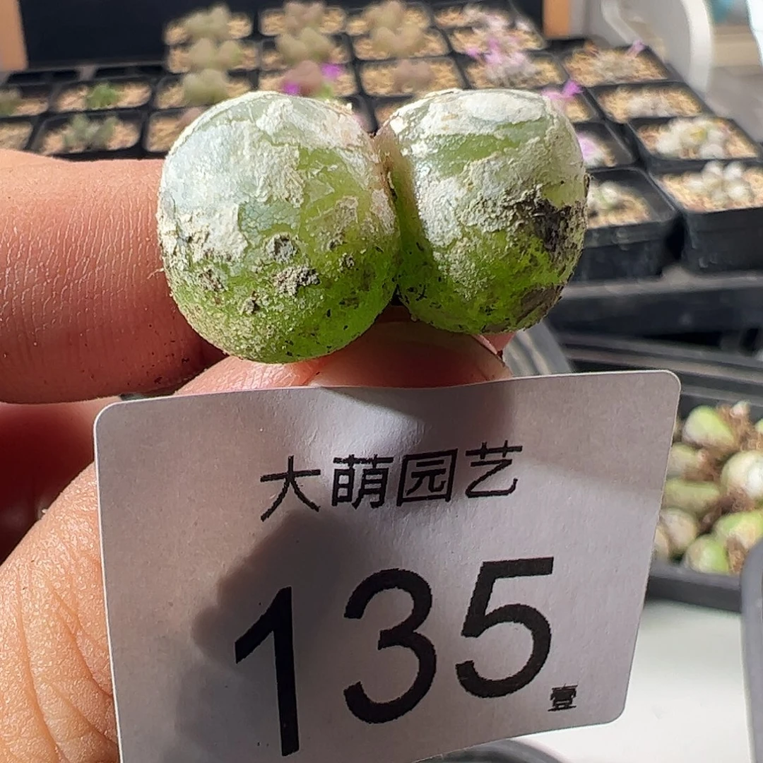 一物一拍。        微瑕135