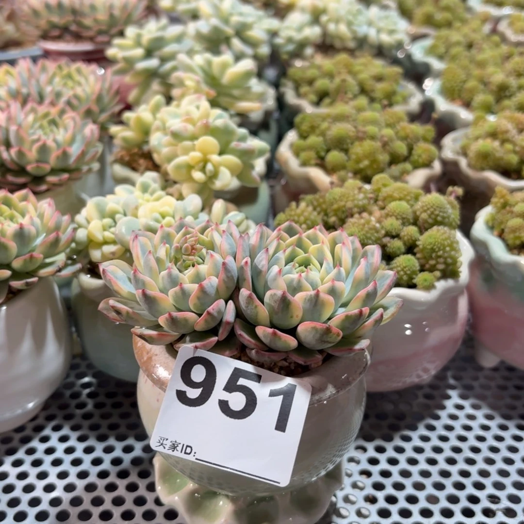 晨****姬莲锦多肉带盆发货951