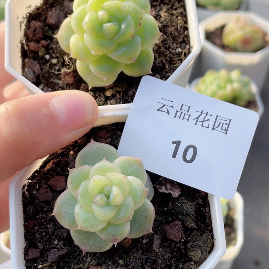 洺***溪10号糖心冰心珍妮2