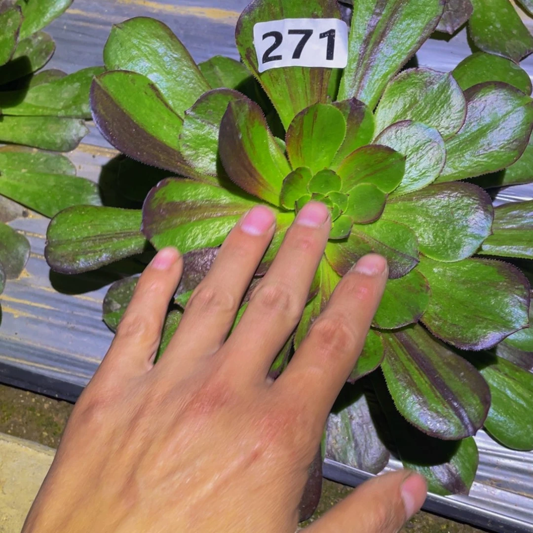 花月夜多肉植物271