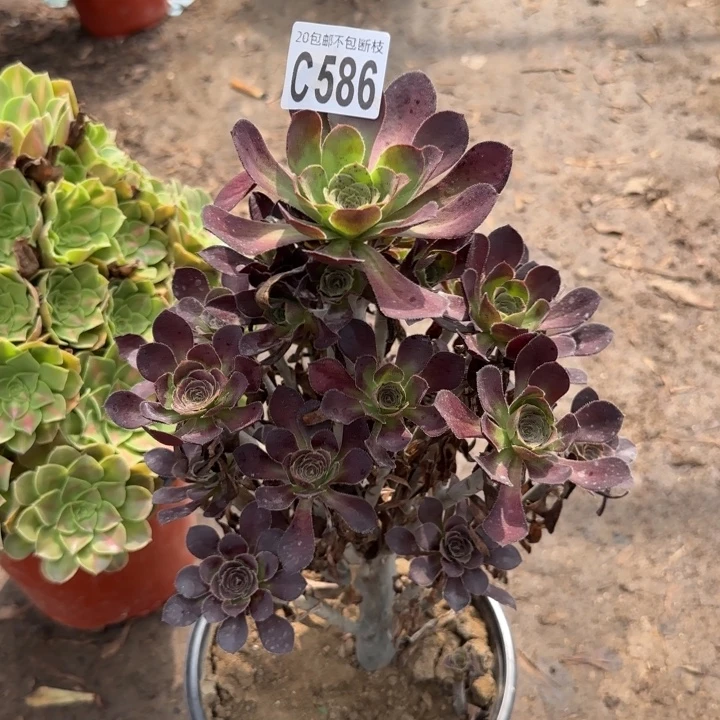 圆叶……多肉植物……