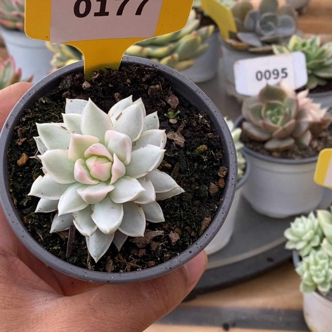 0177牡丹哈哈哈哈