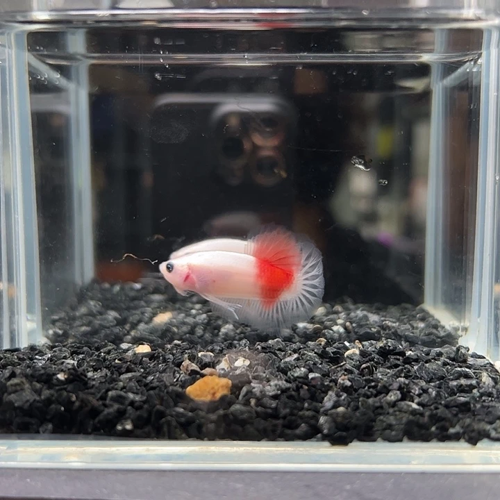 斗鱼竞拍跑单拉黑23日42