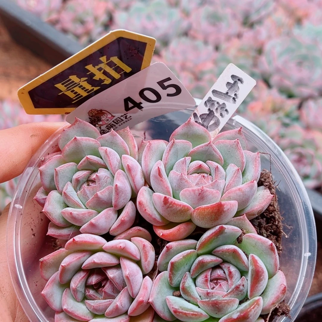 多肉植物多肉植物