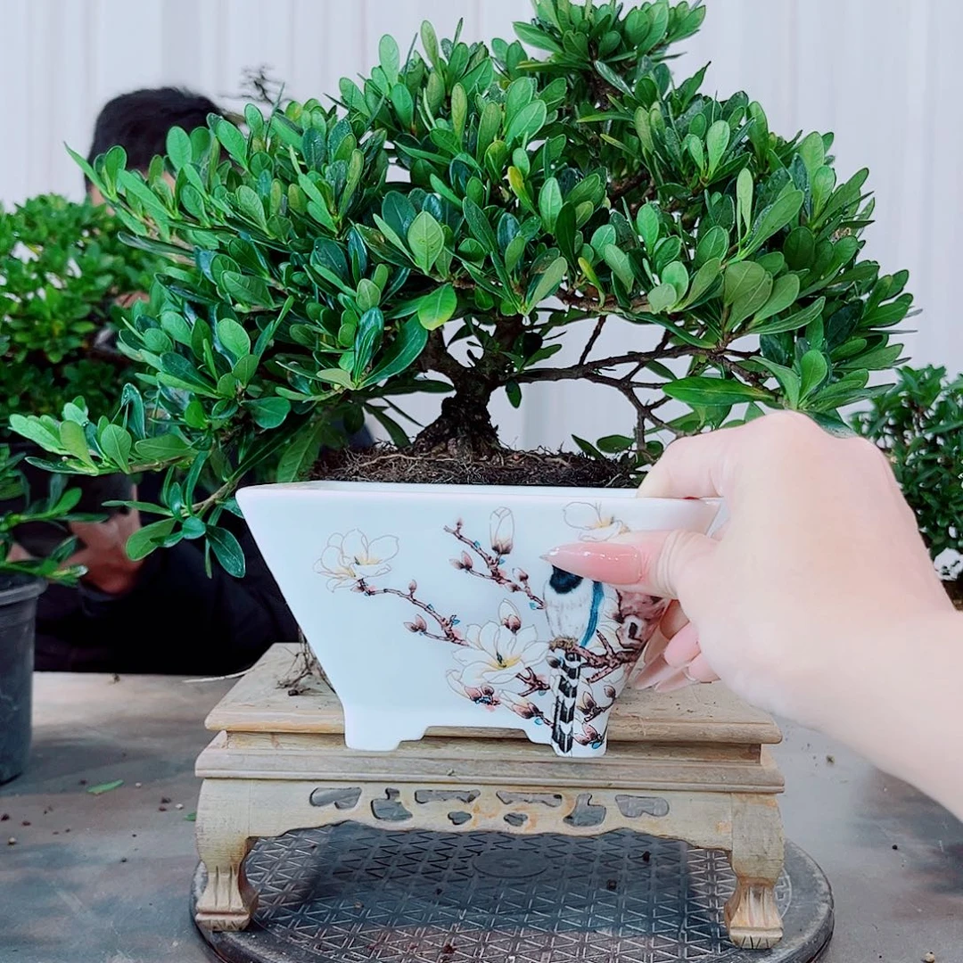 筱***园潮珠栀子花花花花