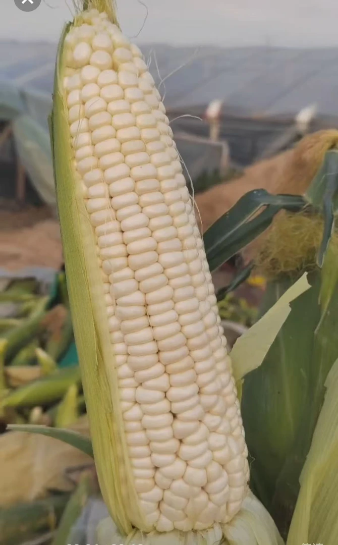 (4个净重2.8到3斤)现摘现发，山东特产甜加糯玉米