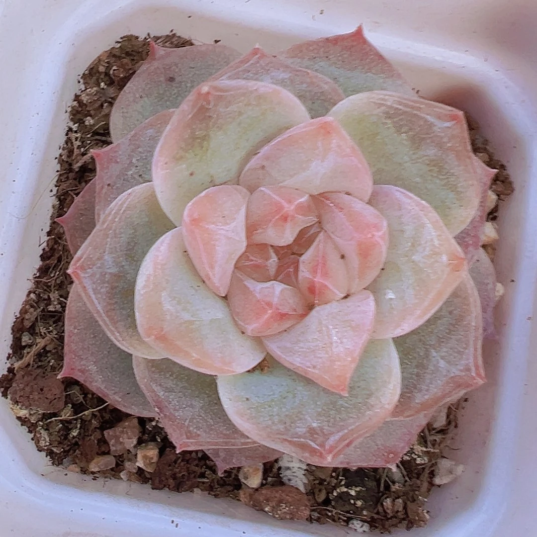 冰钻19包邮多肉植物