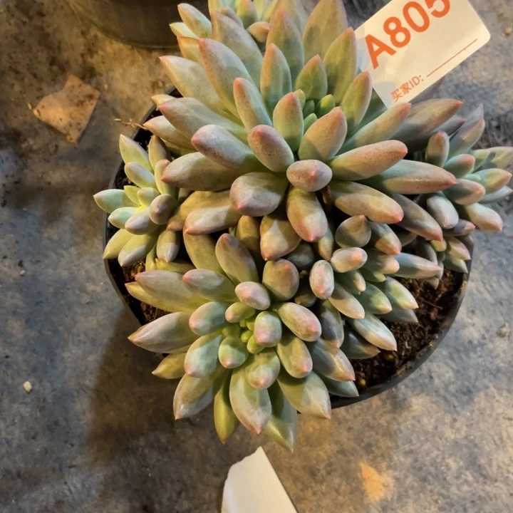 805满20包邮脱土发货