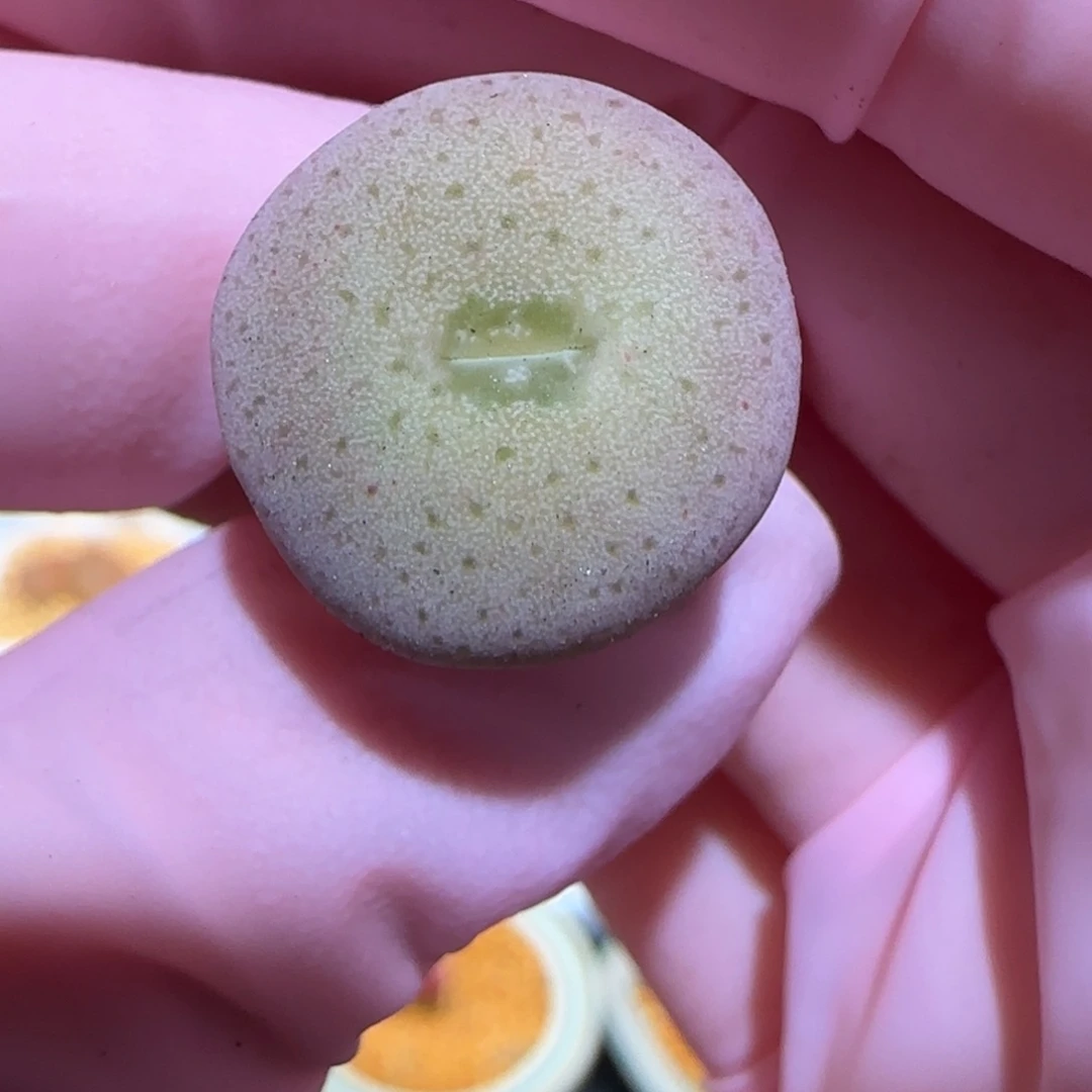 肉锥多肉植物百科-杂交大饼1107