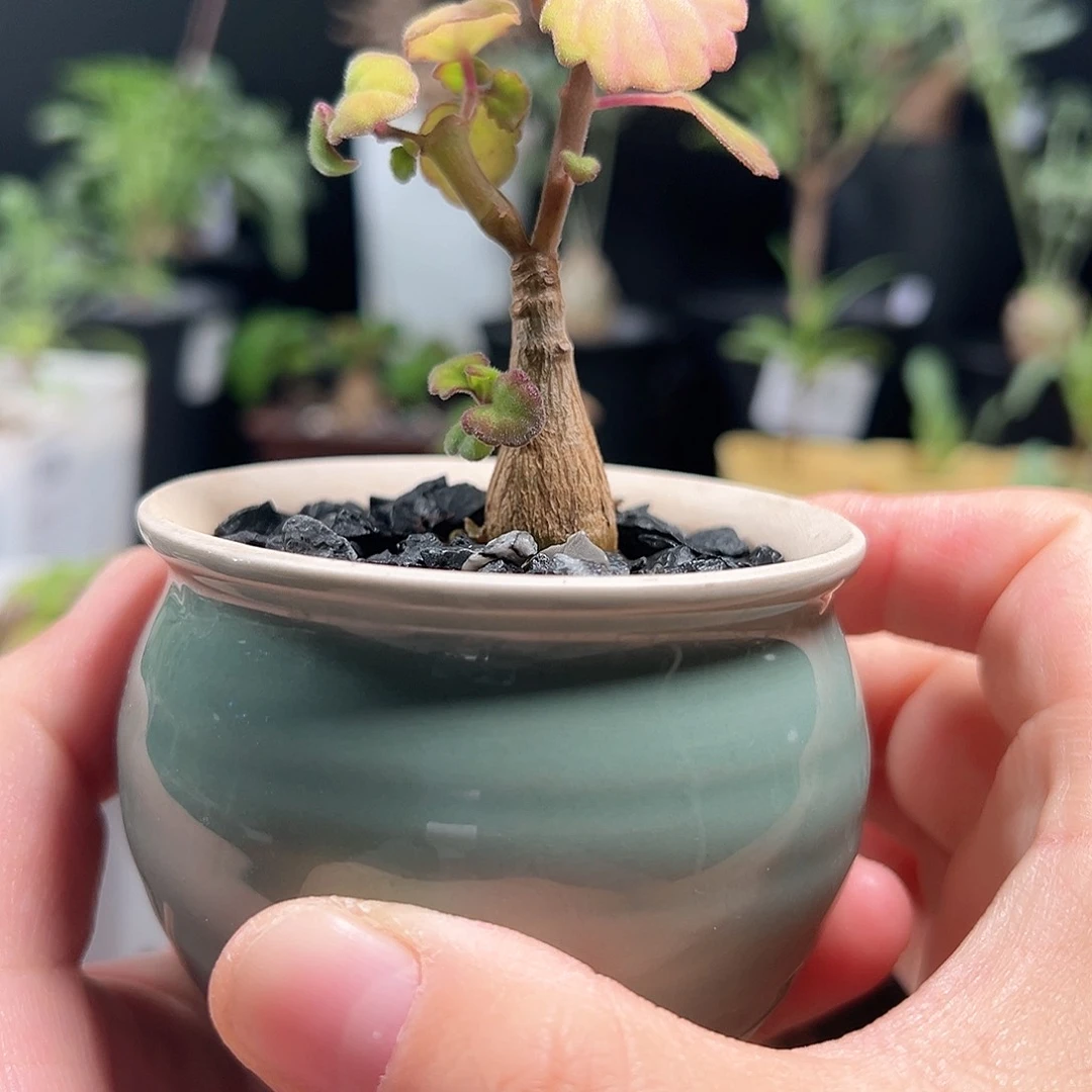 爱氏延命草带盆发货