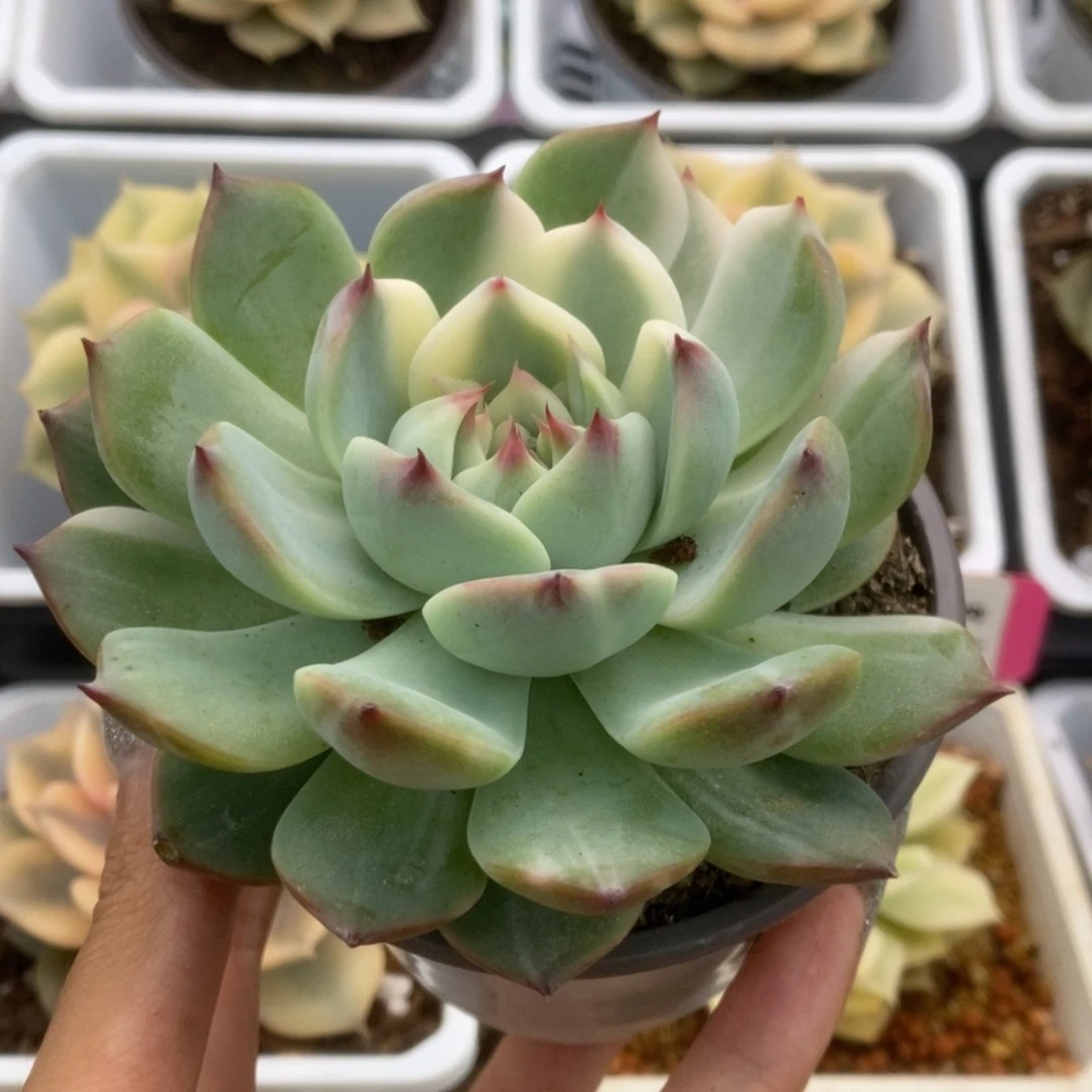 482锦锦锦锦锦锦锦锦锦