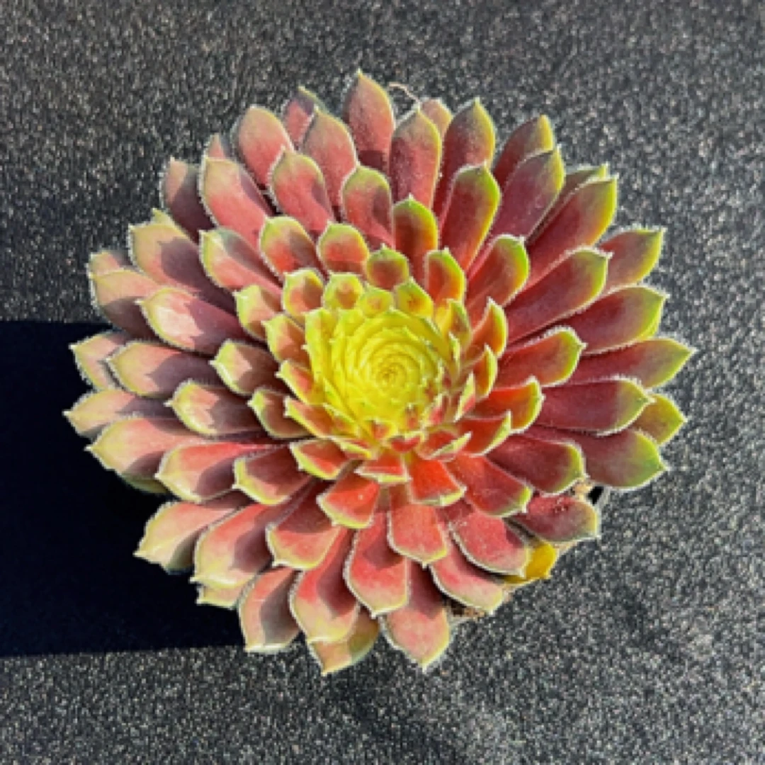 紫牡丹多肉植物盆栽长生草系列室内阳台好养绿植花卉送白花盆