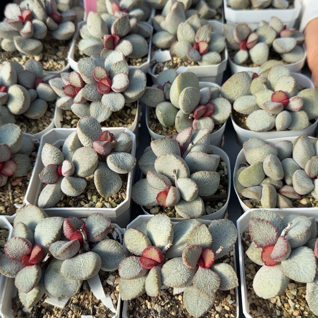 单颗圣姬量拍链接