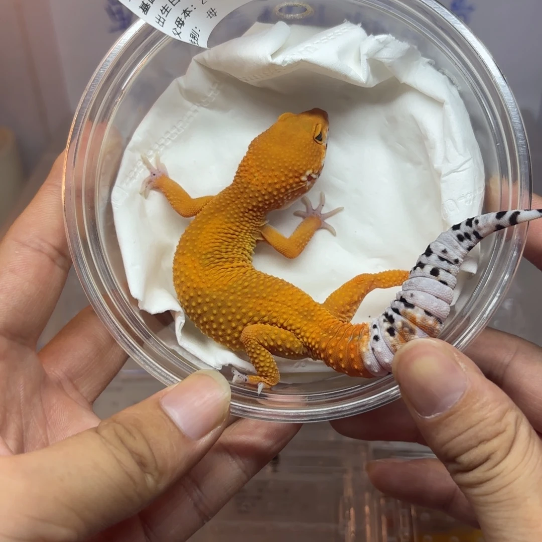 豹纹守宫豹纹守宫 蜜橘妹妹