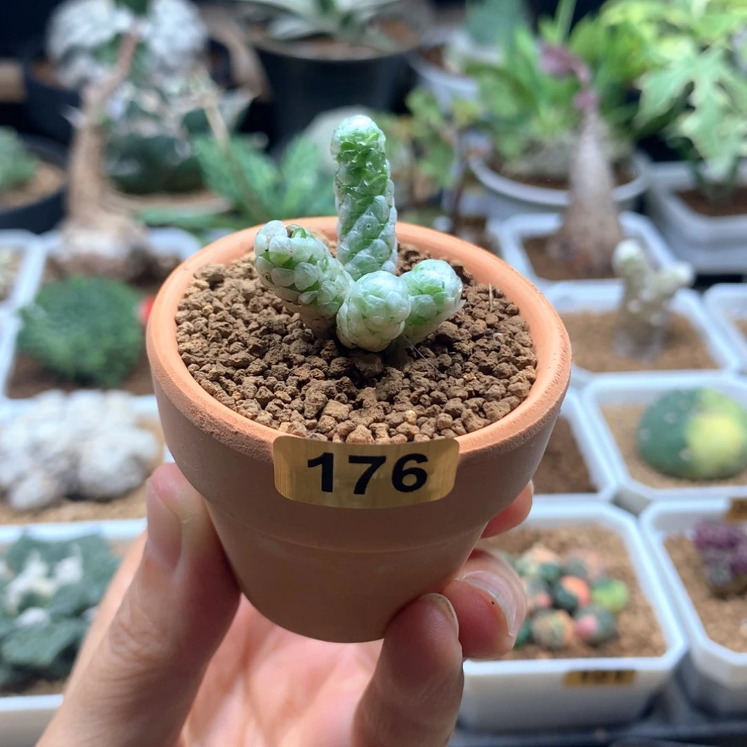 雪蚕带盆多肉176。
