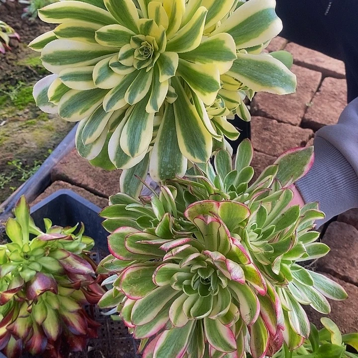 海王加新尼亚法师多肉